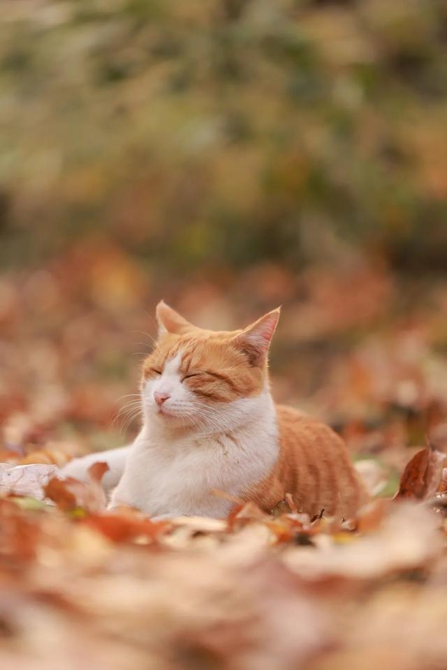 萌宠新星，最新小仙猫闪耀登场！